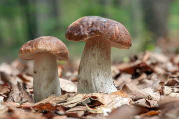 mushroom