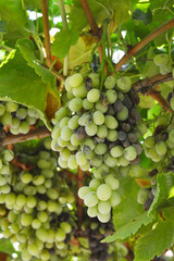 Bunch rot grapes infection.