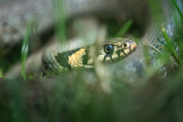 snake