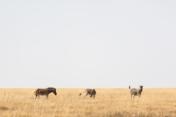 Zebras wandern durch die Savanne