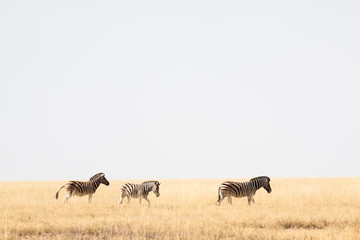 Fototapeta na wymiar Zebras wandern durch die Savanne