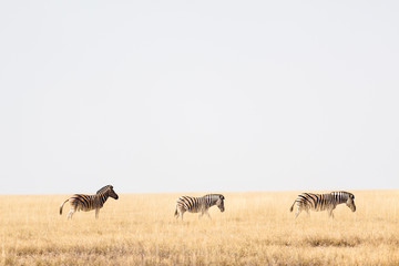 Zebras wandern durch die Savanne