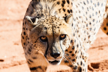 Fauchender Gepard (Acinonyx jubatus)