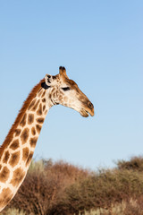 Giraffenhals (Giraffa camelopardalis)