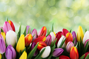 tulips - 69344290