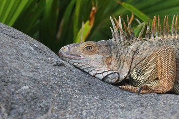 Iguana