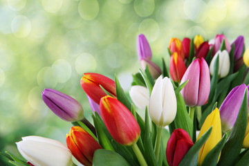 tulip background - 69345018