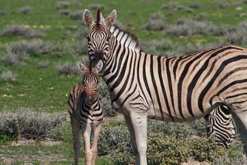 Fototapeta na wymiar Curious young zebra and her mother