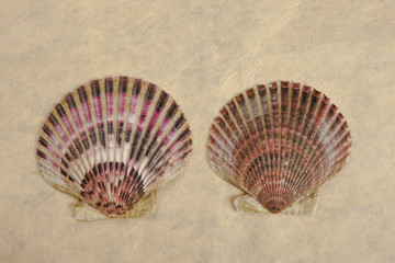 Two scallop shells.