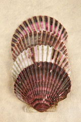 Four stacked scallop shells.