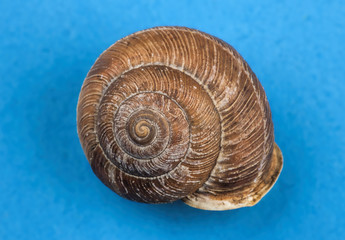 Snail shell.