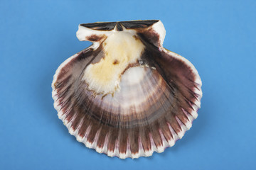 Inside of scallop shell.