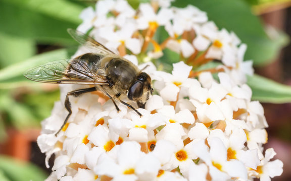 A macro photo of a Hoverfly on a white Buddleja flower