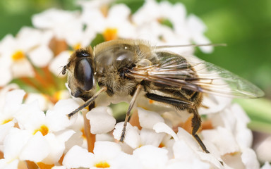 A macro photo of a Hoverfly on a white Buddleja flower