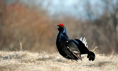 Black Grouse