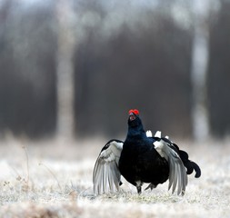Lekking Black Grouse ( Lyrurus tetrix) portrait.