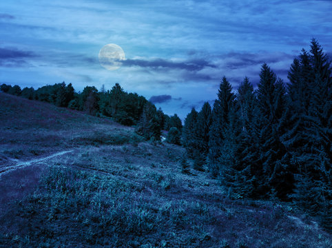 coniferous forest on a  mountain slope at night