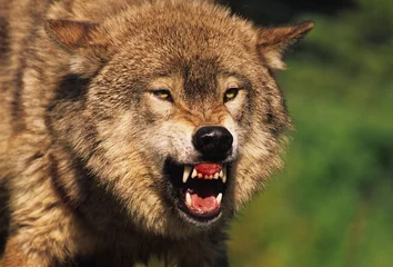 Foto op Plexiglas Wolf Grommende Wolf