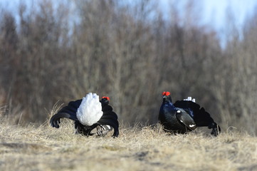 Lekking Black Grouse