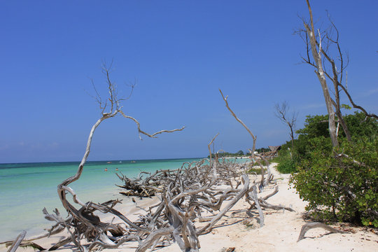 Dreaming Cuba through branches