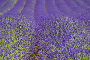 Fototapeta na wymiar Norfolk Lavender, Heacham, Kings Lynn, Norfolk