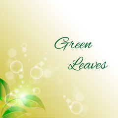 branch with fresh green leaves