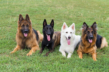 White Swiss and German Shepherds