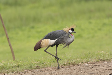 Grey-crowned crane in the Wilds