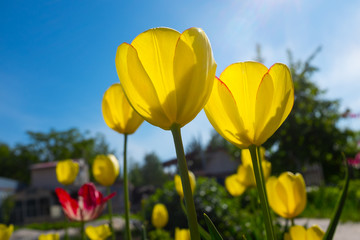 Obraz premium Tulips