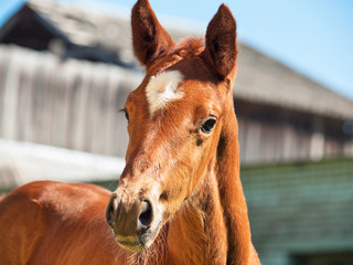 portrait of  little  chestnut foal.