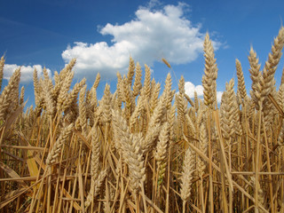 Wheat field against a blue sky