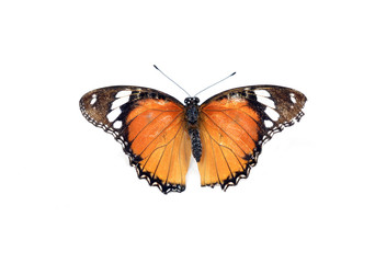 Fototapeta na wymiar Orange Butterfly