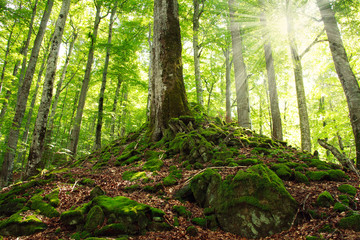 Old green mossy forest, the sun's rays through the trees