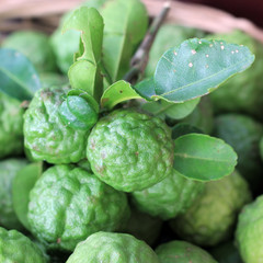 Fototapeta premium Kaffir lime or leech lime