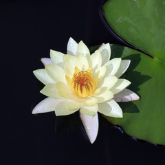 lotus flower