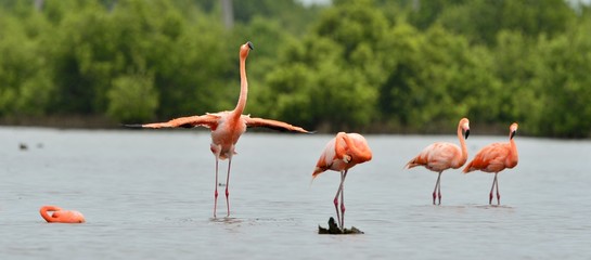 American Flamingos ( Phoenicopterus ruber )