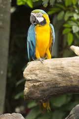 Closed Up yellow and blue Macaw