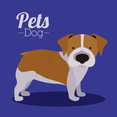 Pets design