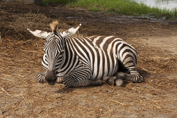 Fototapeta na wymiar The african Zebra sleeping