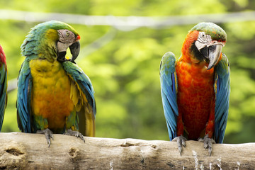 two Macaws on the tree