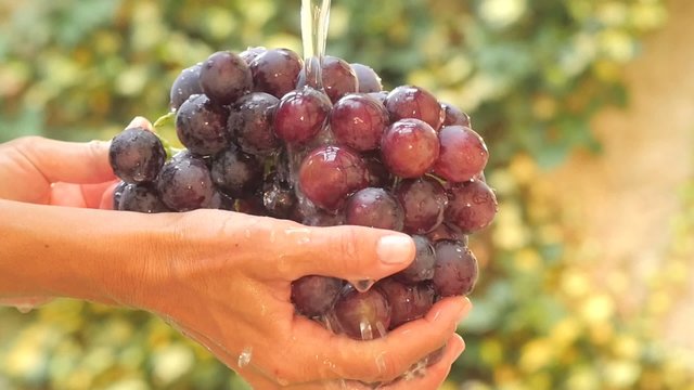 hands and bunch of grapes under flowing water slow motion