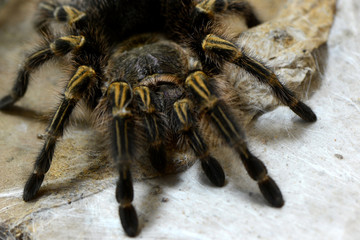 Tarantula big spider on web