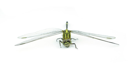 Dragonfly isolated on white background