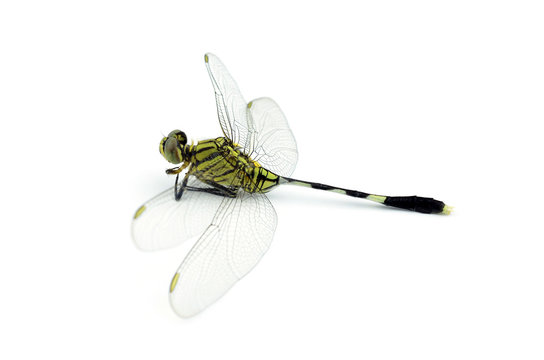 Dragonfly isolated on white background
