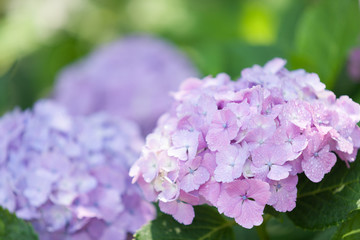 Fototapeta premium アジサイの花