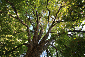 Salt Lake City - Tree with 