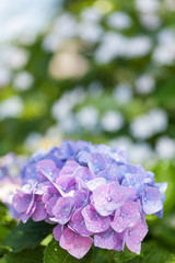 アジサイの花