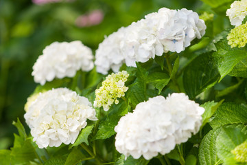 アジサイの花