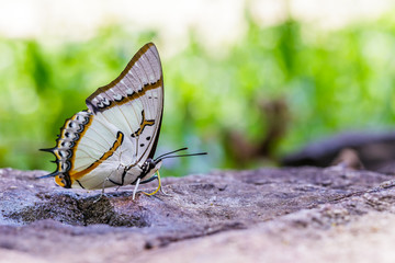 The Great Nawab Butterfly