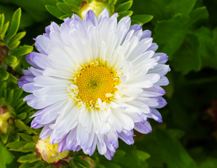 Close up of purple white daisy